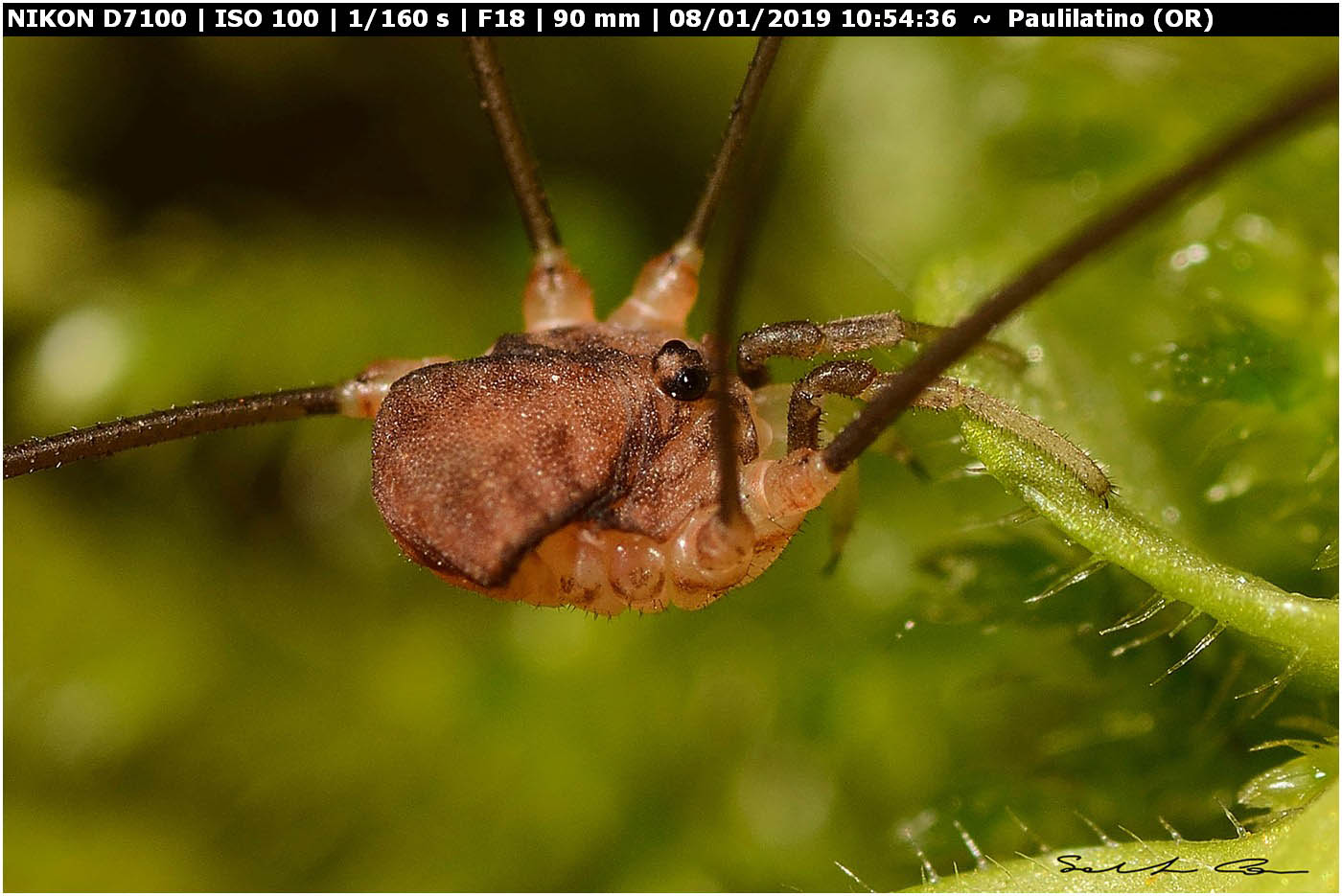 ♂ Nelima doriae (Sclerosomatidae)